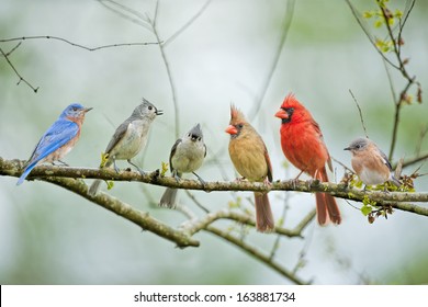 Backyard Birds High Res Stock Images Shutterstock