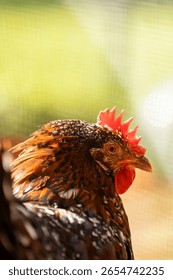 Backyard Broody Chicken Egg Layer