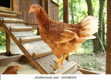 Backyard Chicken farming