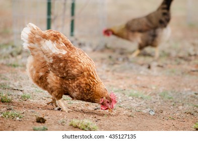 Backyard Chickens 9