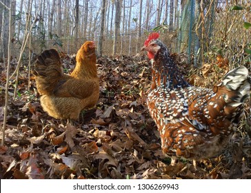 americana chickens