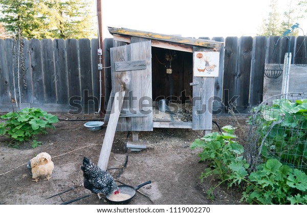 Backyard Chickens Eating Chicken Run Front Stock Photo Edit Now