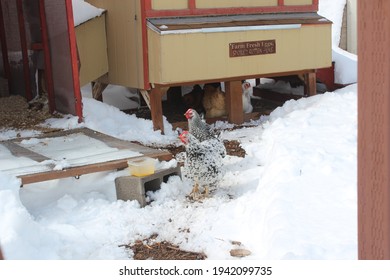 Backyard Chickens In The Snow