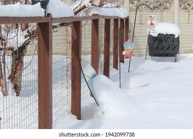 Backyard Chickens In The Snow