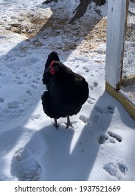 Backyard Chickens Snow In Texas