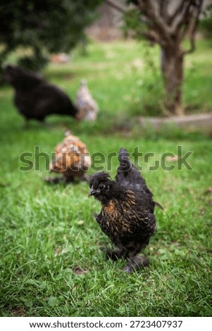 Backyard chickens, young pullets introduction