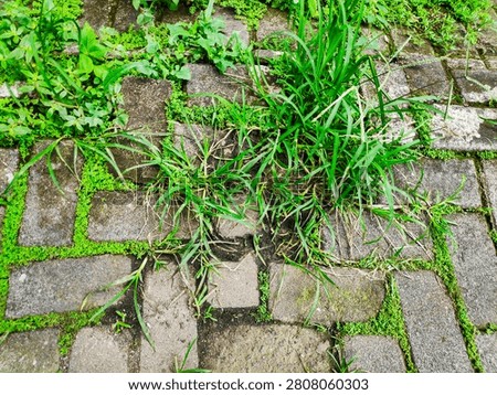 Backyard concrete block pavement needing maintenance with wild weeds invading the paver gaps