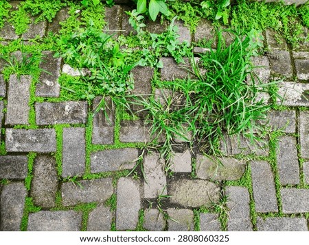 Backyard concrete block pavement needing maintenance with wild weeds invading the paver gaps