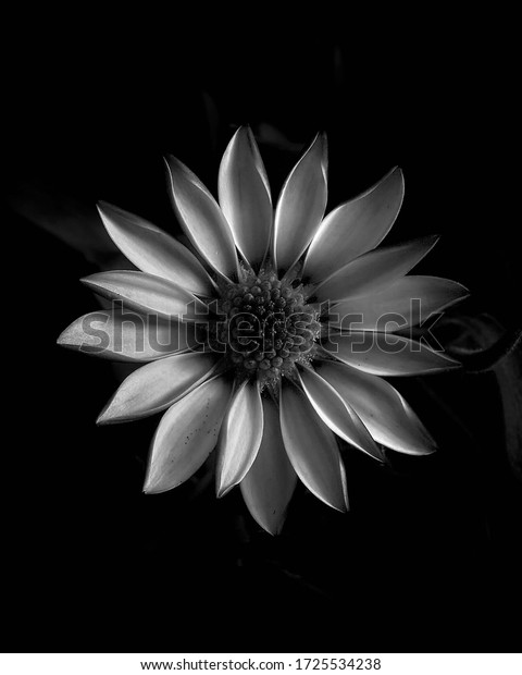 白黒の背景に裏庭の花 の写真素材 今すぐ編集