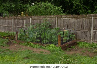 Backyard Garden With Fruits And Vegetable Plants Planted In Soil By A Wooden Fence With A Metal Fence Around The Garden