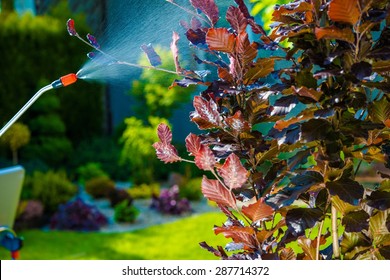 Backyard Garden Pest Control Spraying. Small Tree Spraying In The Garden.