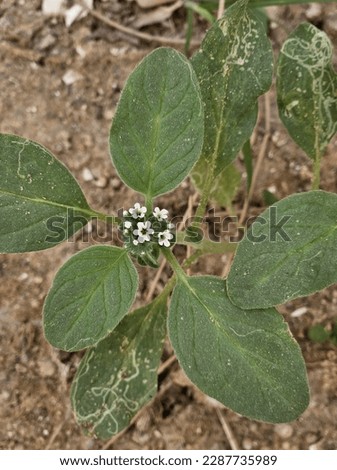 Similar – Image, Stock Photo Plant unknown to me as an abstract, thorny sculpture