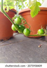 Backyard Gardening Organic Vegtables Growing At Home