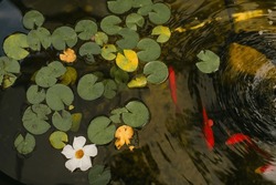 Backyard Koi Pond With Fish Swimming Among Lilly Pads