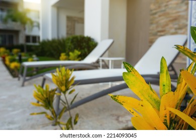 Backyard With Lounge Chairs In Typical Modern Caribbean Residence, Focus On Tropical Leaves Closeup, No People