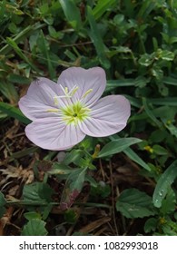 Backyard Nature. Amateur Photography. Every Plant, Every Tree Has A Story To Tell, A Song To Sing...if We Only Take A Second Look! I Hope You Enjoy This Journey.