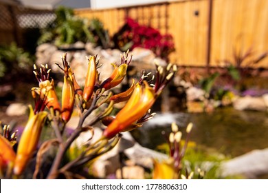 Backyard Oasis With Orange Blooms