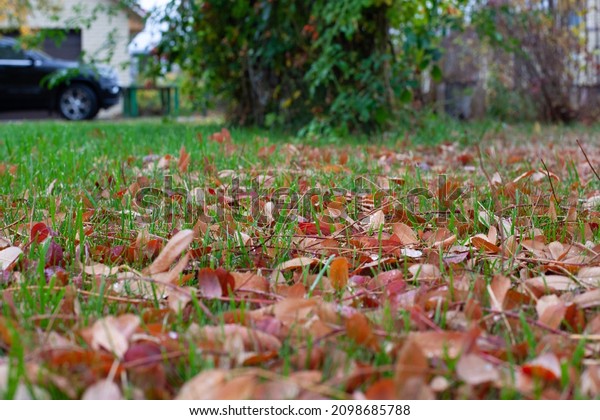 Backyard on autumn\
day. Green lawn with yellow fallen leaves lying on it and parking\
space with car in background.\
