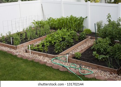 Backyard Organic Vegetable Garden