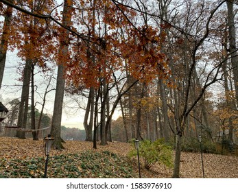 Backyard Overcast Autumn Sunset Though Tree Canopy