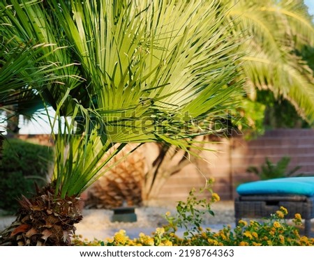 Backyard palm tree at sunset.