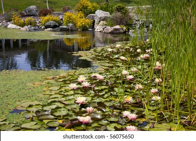 Backyard Pond Water Feature With Cattails, Lilypads And Flowers