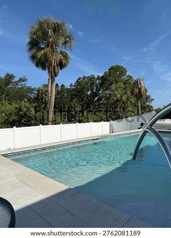 Backyard pool view with Pam tree