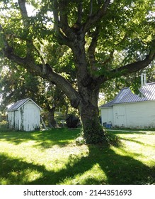 Backyard Retreat Summer Days In Caldwell W