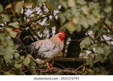 A backyard rooster perched in a green tree in cloudy weather next to his hen