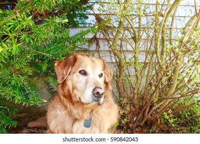 Backyard Shade 