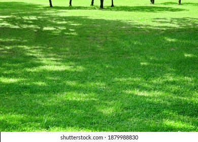 Backyard Shady Fresh Lawn Background Texture. Rolled Lawn. Country Garden Or Park Green Bright Grass. Background With Trees Shadow. Picnic Family Place On Grass Or Resting Area. Focus Selective.