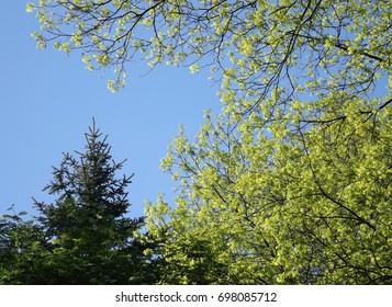 Backyard Tree Tops