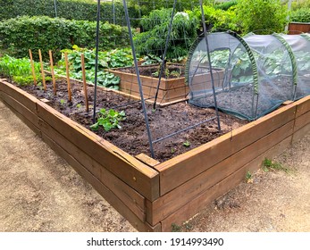 Backyard Vegetable Garden With Raised Beds