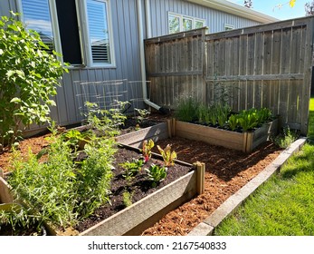 A Backyard Vegetable Garden With Raised Beds.