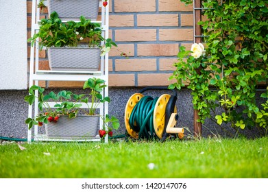 A Backyard Vertical Garden Made Of Wooden Bookcase With Planted Strawberries And Wild Strawberries.