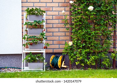 A Backyard Vertical Garden Made Of Wooden Racks With Planted Strawberries And Wild Strawberries.