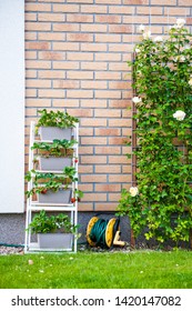 A Backyard Vertical Garden Made Of Wooden Racks, Shelves Or Bookcase With Planted Strawberries And Wild Strawberries.