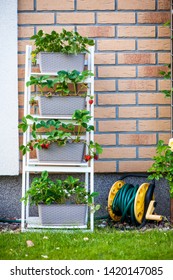 A Backyard Vertical Garden Made Of Wooden Shelves With Planted Strawberries And Wild Strawberries.