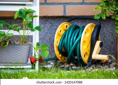 A Backyard Vertical Garden Made Of Wooden Racks, Shelves Or Bookcase With Planted Strawberries And Wild Strawberries.