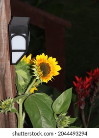 Backyard Vibes Light On Pole With Sunflower. 