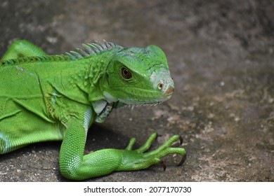 116 Trinidad green iguana Images, Stock Photos & Vectors | Shutterstock