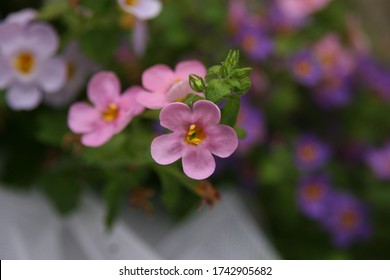 bacopa flower plant blossom closeup