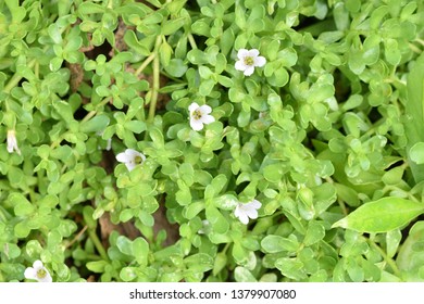 Bacopa Monnieri Garden Stock Photo 1379907080 | Shutterstock