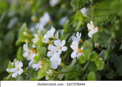 Bacopa monnieri, herb Bacopa is a medicinal herb used in Ayurveda, also known as "Brahmi", a herbal memory .