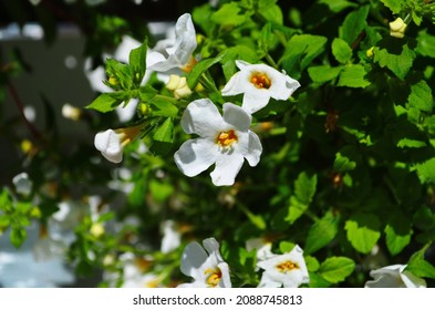 Bacopa monnieri, herb Bacopa is a medicinal herb used in Ayurveda, also known as Brahmi, a herbal memory