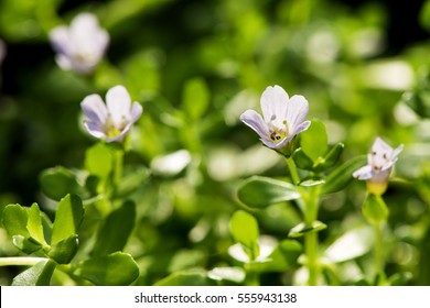 Bacopa monnieri, herb Bacopa is a medicinal herb used in Ayurveda, where it is also known as "Brahmi", a herbal memory. Can slow the deterioration of brain cells.