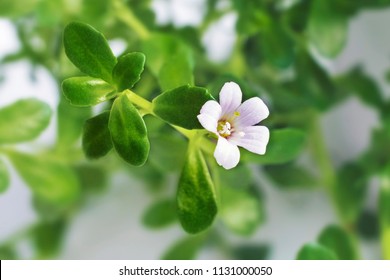 Bacopa monnieri herb plant and flower, known from Ayurveda as Brahmi.
Bacopa monnieri herb is in ayurveda used to support brain health and cognitive functions.
