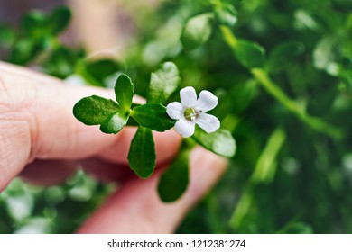 Bacopa monnieri herb plant and flower, known from Ayurveda as Brahmi. Bacopa monnieri herb is in ayurveda used to support brain health and cognitive functions.