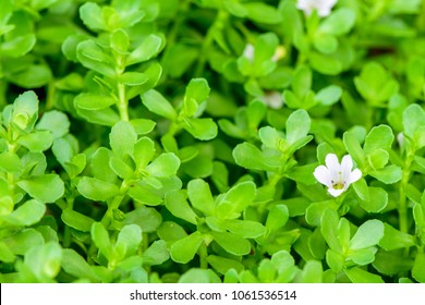 Bacopa monnieri (Indian pennywort, brahmi, Dwarf bacopa) ; green and succulent plant, oblong & thick leaves on the stem. The small flowers, actinomorphic and white, with five petals. medicinal plant.