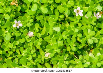 Bacopa monnieri (Indian pennywort, brahmi, Dwarf bacopa) ; green and succulent plant, oblong & thick leaves on the stem. The small flowers, actinomorphic and white, with five petals. medicinal plant.